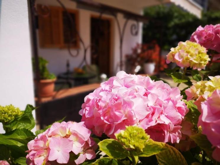 Apartmani Rita Studio Novigrad Istria Esterno foto
