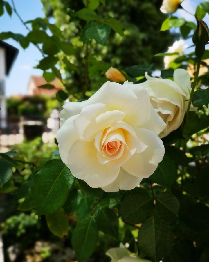 Apartmani Rita Studio Novigrad Istria Esterno foto